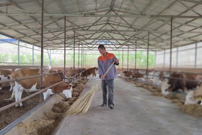 寧夏隆德:"科"字化管理助肉牛產業"牛"起來
