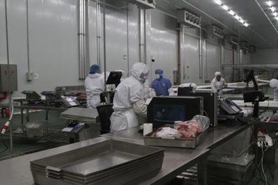 投產僅兩月，產值超780萬 貴州黃牛產業集團大方縣公司肉牛屠宰顯成效