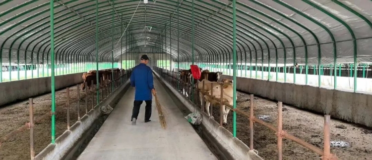 四川蜀道物流集團進軍肉牛屠宰產業 布局高效供應鏈的深層邏輯