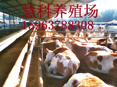屠宰用西門塔爾大肉牛價格全面看漲（市場價格對比播報）