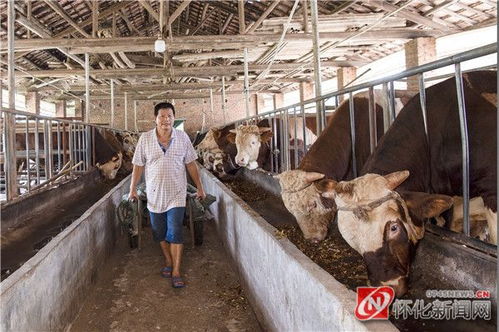 圖說懷化｜年關近 牛肉鮮——探訪肉牛屠宰一線守護市民餐桌安全